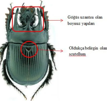 Şekil  1.3:  Typhaeus  typhoeus  boynuz  yapıları  ve  belirgin  scutellum  (Societa  Entomologica Italiana, 2015) 