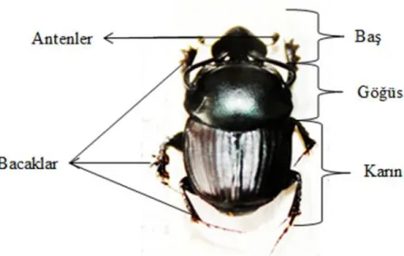 Şekil 1.5: Onthophagus taurus (Scarabaeidae) üstten görünümü (Orjinal) 