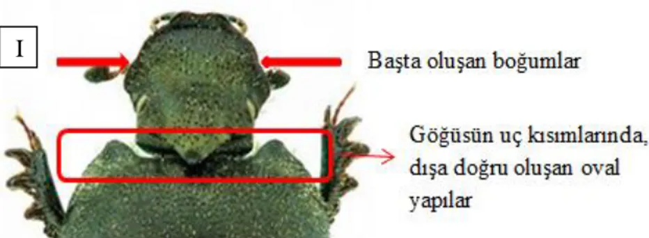 Şekil  1.7:  I.  Onthophagus  opacicollis,  II.  Onthophagus  taurus;  baş  ve  göğüste  bulunan  ayırt  edici  özelliklerin  üstten  görünümü  (Societa  Entomologica  Italiana,  2015) 