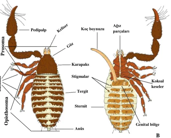 Şekil 1.4: Karapaksın ucunda bulunan Epistom (Neobisium (N.) hellenum, Dorsal). 