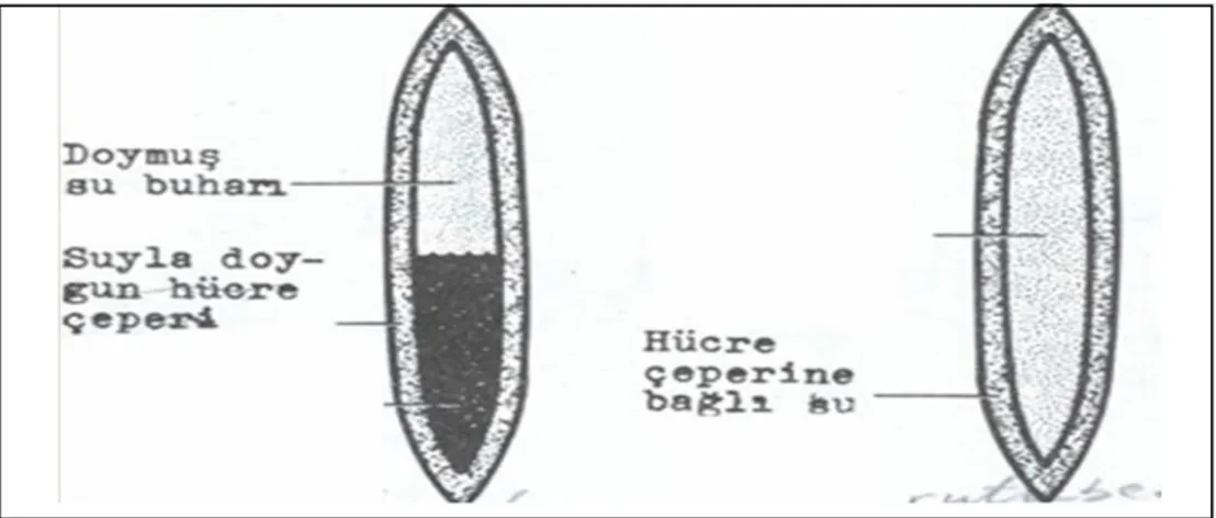 Şekil 3.28: Ağaç bünyesinde bulunan serbest su ve çeperde bulunan bağıl su [61]