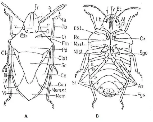 Şekil  2.1:  Holcostethus  vernalis  Wolff’in  üstten  (A)  ve  alttan  (B)  görünüşü  (Awad  and  Pehlivan  2001’den)