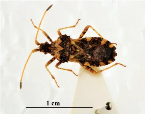 Şekil 4.6: Centrocoris variegatus ergin bireyi. 