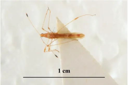 Şekil 4.14: Metacanthus meridionalis ergin bireyi. 