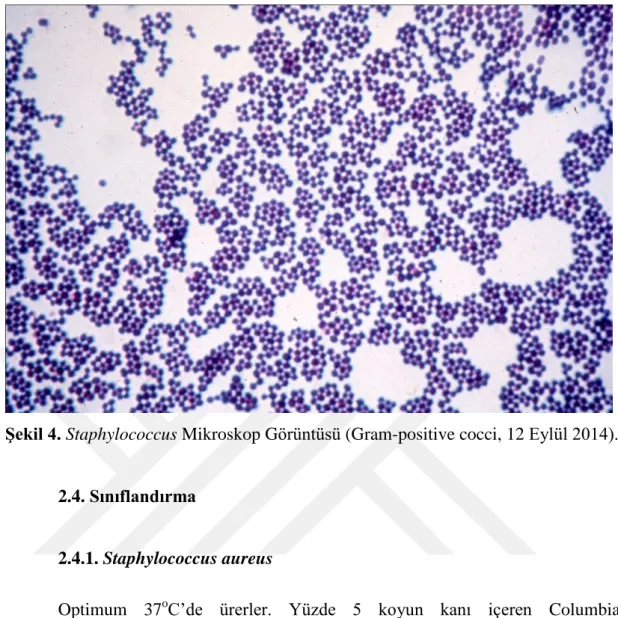 Şekil 4. Staphylococcus Mikroskop Görüntüsü (Gram-positive cocci, 12 Eylül 2014). 