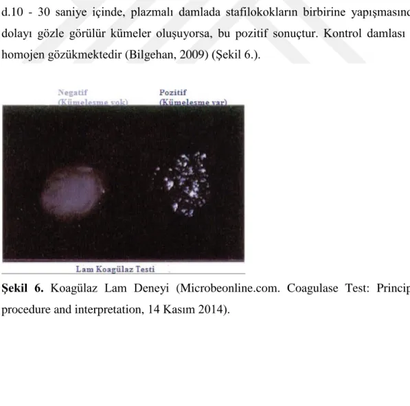 Şekil  6.  Koagülaz  Lam  Deneyi  (Microbeonline.com.  Coagulase  Test:  Principle,  procedure and interpretation, 14 Kasım 2014)