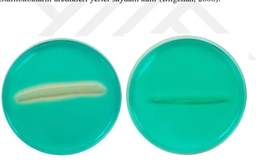 Şekil 9. DNase Agar Testi (DNase Agar &amp; Methyl Green. EO Labs Microbiological  Culture Media, 25 Kasım 2014)