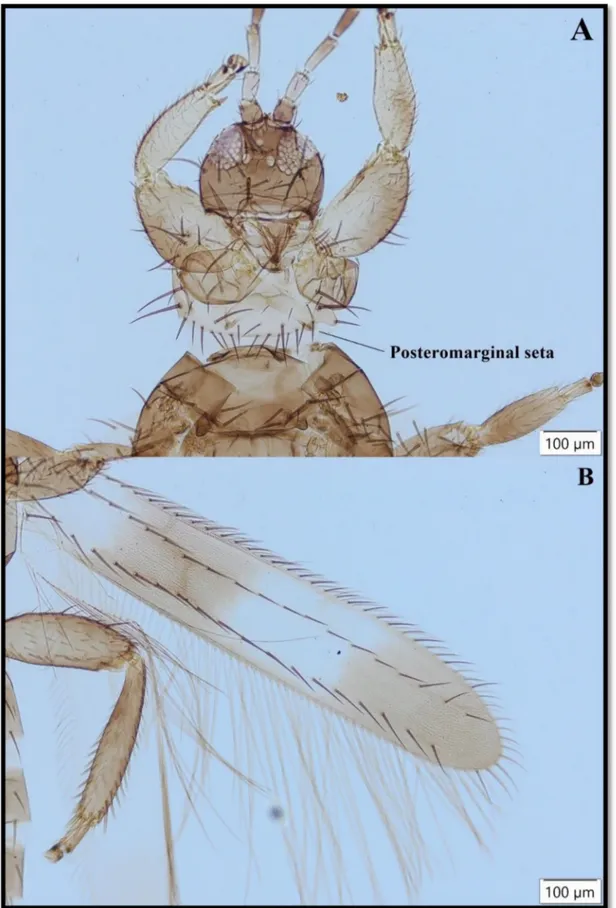 Şekil 5.9:  Melanthrips rivnayi  Priesner,  1936,  (Ş ,  dorsal):  A) Baş ve prothorax,  B) Ön kanadın görünümü.