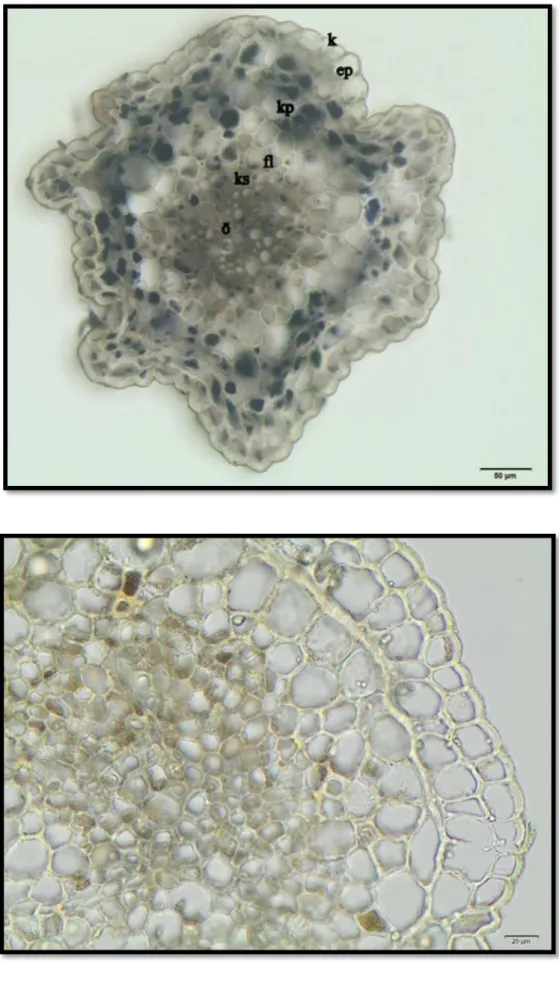 Şekil 4.4: C. planiflora gövde enine kesiti. (k: kütikula, ep: epidermis, kp: korteks parenkiması, fl: 