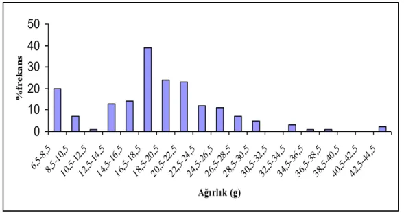 ġekil 3.5:Trachurus mediterraneus erkek bireylerinin ağırlık dağılımı.