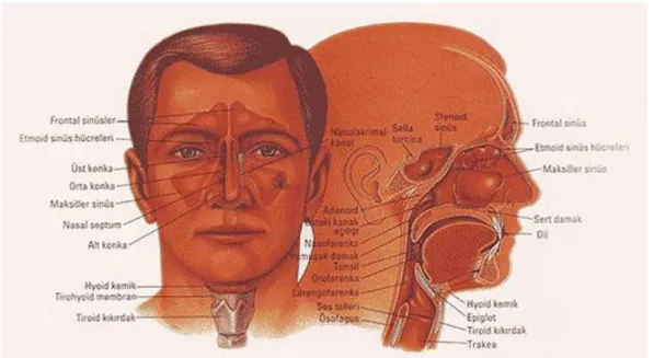 Şekil 1.1: Baş boyun anatomisi. 