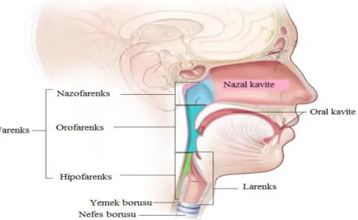 Şekil 2.4: Hipofareksin anatomik gösterimi. 