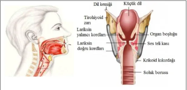 Şekil 2.5: Larenksin anatomik görünümü. 