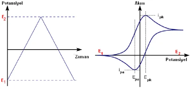 ġekil 1.9 (a) Döngüsel voltammetrideki potansiyel tarama Ģekli (b) bir döngüsel  voltammogram örneği 