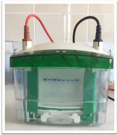 Şekil  2.5:  Hidrofobik  etkileşim  kromatografisi  ile  saflaştırılan  hGST'  nin   elektroforez işlemi