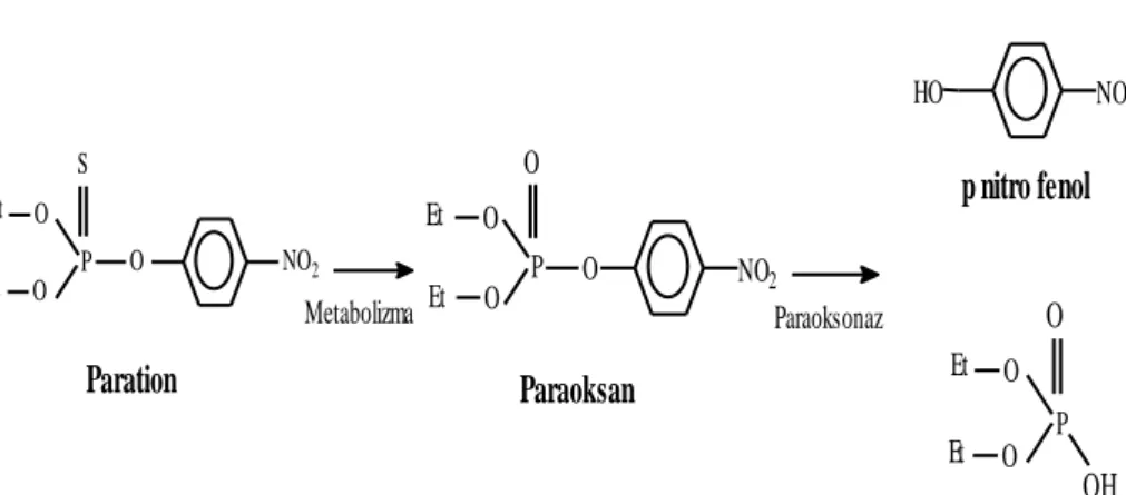ġekil 1.2. Paraoksonaz Enzim Mekanizması [12]. 