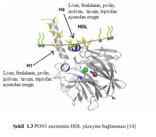 ġekil  1.3 PON1 enziminin HDL yüzeyine bağlanması [14] 