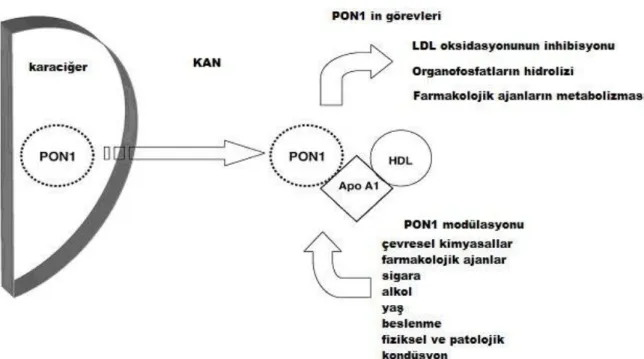 ġekil 1.4 PON1 in biyolojik etkilerinin düzenlenmesi [3]. 