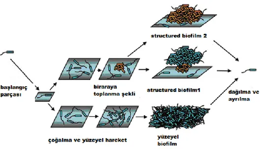 ġekil 1.6. Psödomonas aeruginosa bakterisinin biofilm geliĢtirme modeli  [80]. 