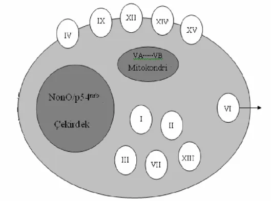 Şekil 1.1  Bazı CA izoenzimleri içinde katalitik olarak aktif CA izozimlerinin  şematik olarak hücredeki yerleşimleri[52] 