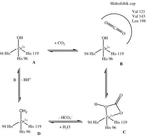 Şekil 1.3  CA enziminin CO 2 -hidratasyon reaksiyonunu kataliz mekanizmasının  şematik gösterilişi[43]