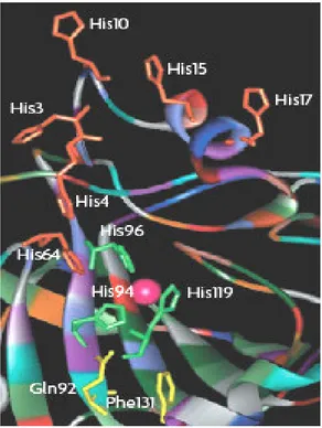 Şekil 1.4   hCAII aktif kısmı. Zn(II) iyonu(merkez)  ve 3 histidin ligantı ( His94, His  96,  His119)  görülmektedir