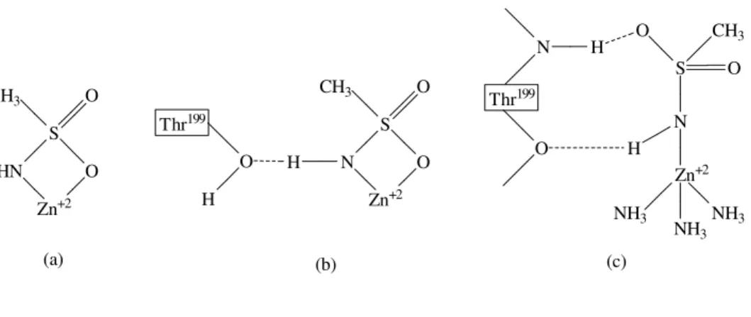 Şekil 1.5  Sülfonamidlerin Karbonik Anhidraz Enzimine Bağlanması[28] 