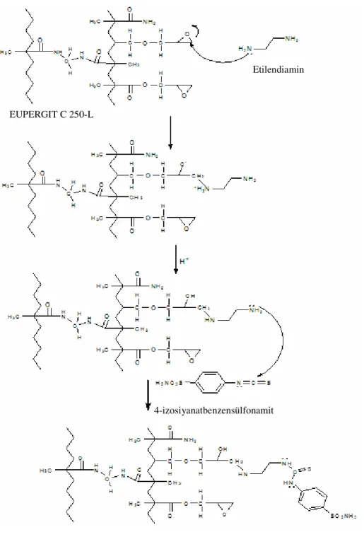 Şekil 2.1 Eupergit C-250 L-sülfonamid yapısına sahip afinite jelinin kimyasal  reaksiyonu  EUPERGIT C 250-L  Etilendiamin 4-izosiyanatbenzensülfonamit AFİNİTE JELİ 
