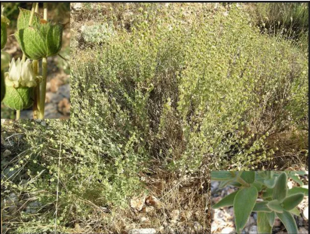 ġekil 1.1 Sideritis brevidens P.H. Davis 