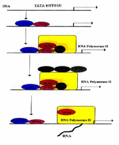 Şekil 1.2. Bazal transkripsiyonun başlangıç aşaması ve genel transkirpsiyon faktörlerinin yardımıyla RNA polimerazın promotöre bağlanma aşaması [16].