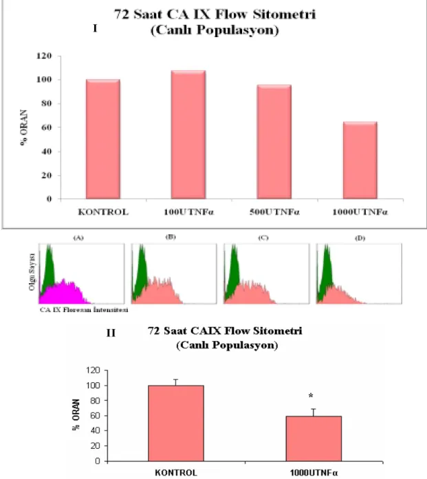Şekil 3.15    Canlı populasyonda, 72 saat sonundaki TNFα uygulanmış HT-29 hücrelerinde  CAIX’un akış sitometrik analizi  I
