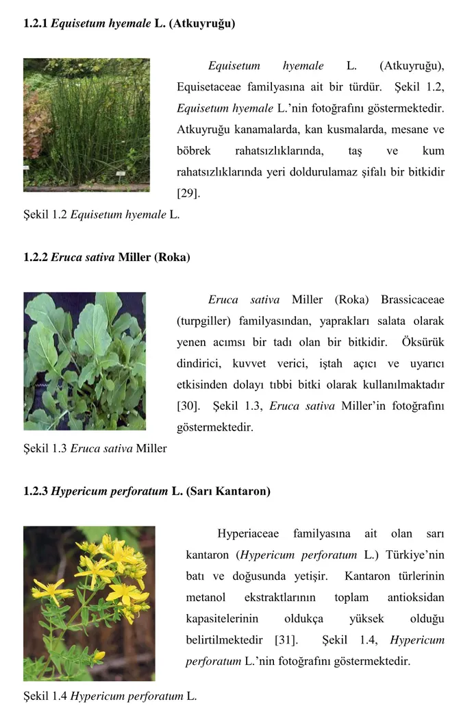 ġekil 1.2 Equisetum hyemale L. 