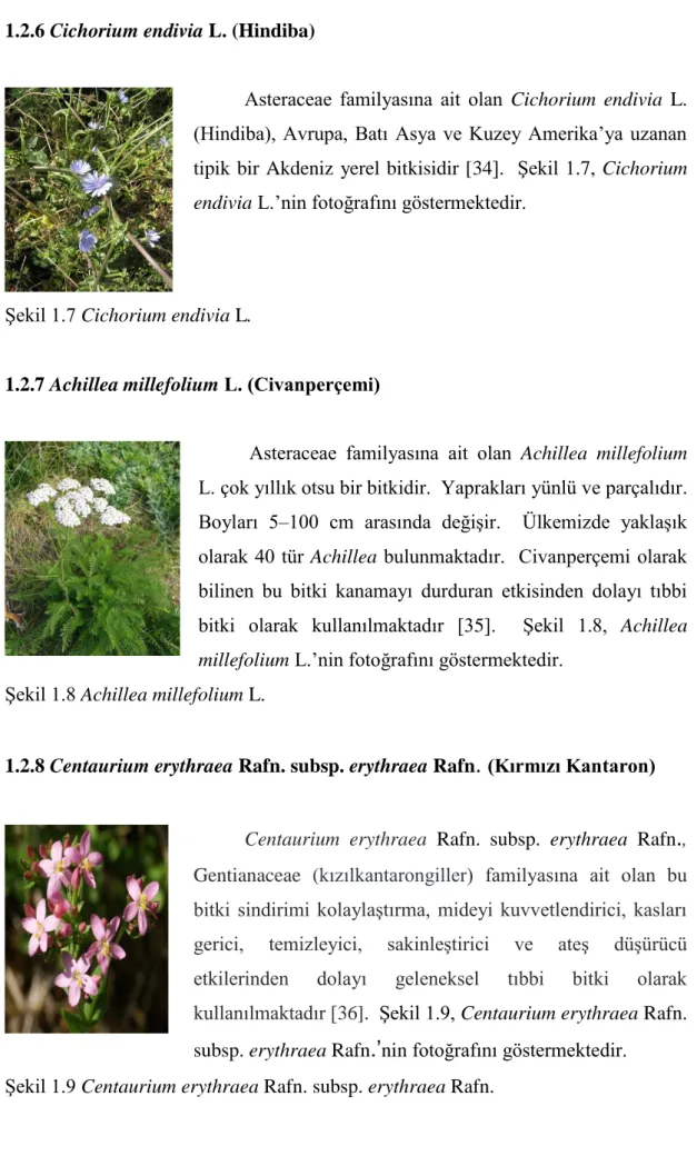 ġekil 1.7 Cichorium endivia L. 