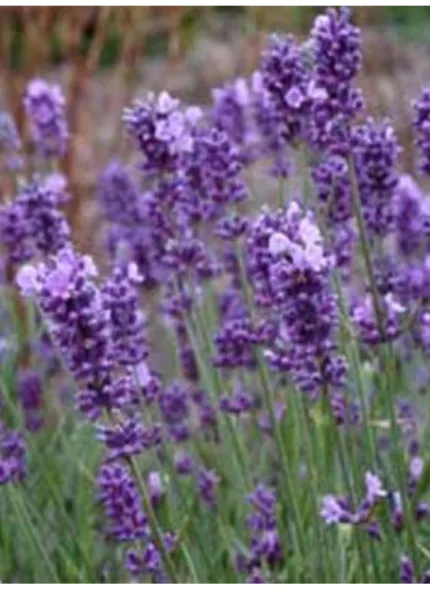 ġekil 1.12 Lavandula angustifolia Miller 