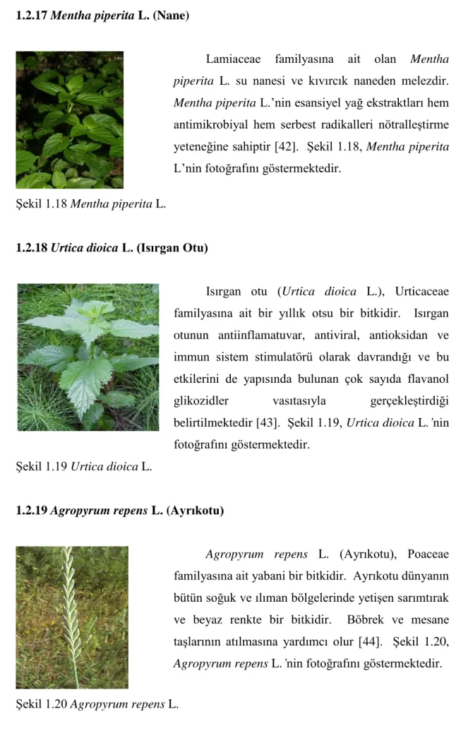 ġekil 1.18 Mentha piperita L. 