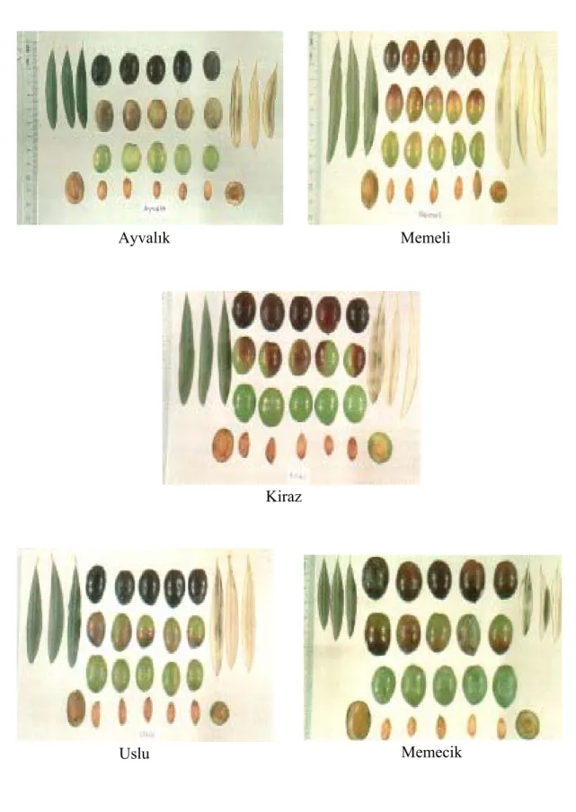 Şekil 5.  Çalışmada kullanılan zeytin çeşitlerinin tanınmasından kullanılan  morfolojik özellikler [82] ( Zeytincilik Araştırma Enstitüsünün izniyle kullanılmıştır) 