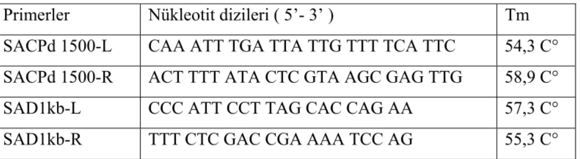 Tablo 12.  RT-PCR ve PCR’da kullanılan primerler ve Tm değerleri  Primerler  Nükleotit dizileri ( 5’- 3’ )  Tm  SACPd 1500-L  CAA ATT TGA TTA TTG TTT TCA TTC  54,3 C° 