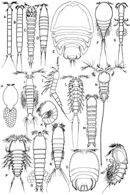 Şekil 1.1: Harpaktikoid vücut şekillerinde görülen çeşitlilik. A. Cylindropsyllidae. 