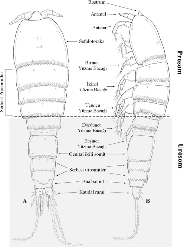 Şekil 1.3: Remanea naksanensis ’da tagmosis, segmentasyon ve temel vücut şekli. Dişi A