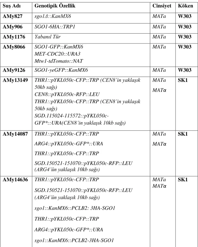 Tablo 3.3: S. cerevisiae suşları. 