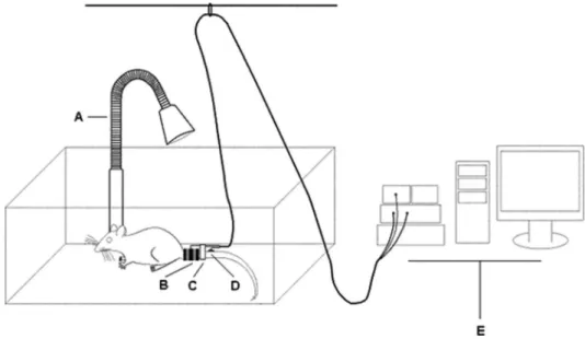 Figure 1. Blood pressure recording setup for heated and freely moving rats. (A) infrared lamp, (B) tail cuff, (C) tail cuff probe, (D) temperature probe, and (E) data acquisition system with computer