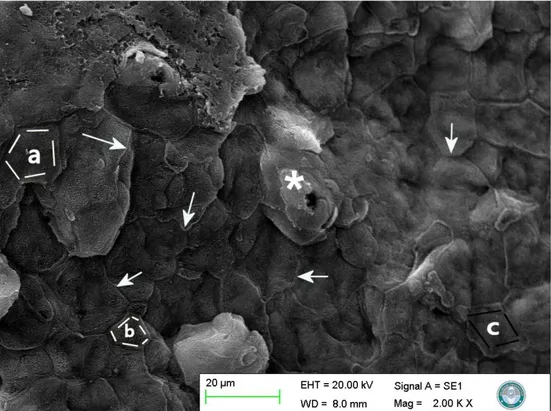 Şekil 4.11. Papilla fungiformis’in elektron mikroskobik görüntüsü, oklar: hücre       sınırları, yıldız: mikroridge ×10000