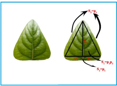 Şekil 4.1: Eliptik tipi yaprakların modellenmesi. 