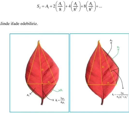 Şekil 4.3: Eliptik tipi yaprak üzerinde Arşimet Teoremi’nin uygulanması.  