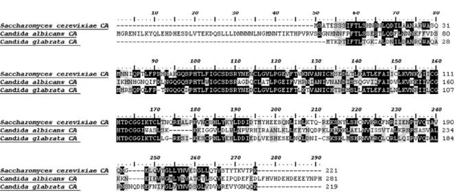 Figure 1. Alignment of scCA, Nce103 (from C. albicans) and Nce103 (from. C. glabrata) amino acid sequences