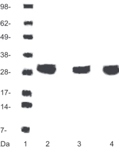 Figure 1.  SDS PAGE (sodium dodecyl sulfate polyacrylamide gel  electrophoresis)  for  clCA  purified  from  red  blood  cells  (lane  4)  compared to ladder (lane 1)