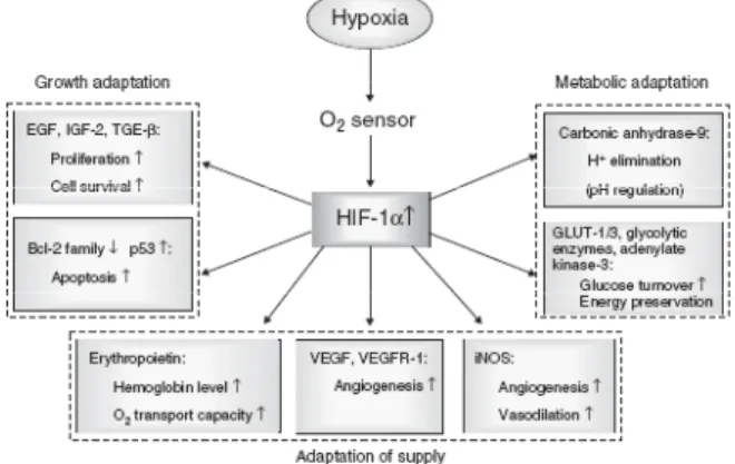 Figure 1. Schematic representation of the role of hypoxia induced accu- accu-mulation of HIF-1 in human cancers Adapted from Vaupel et al