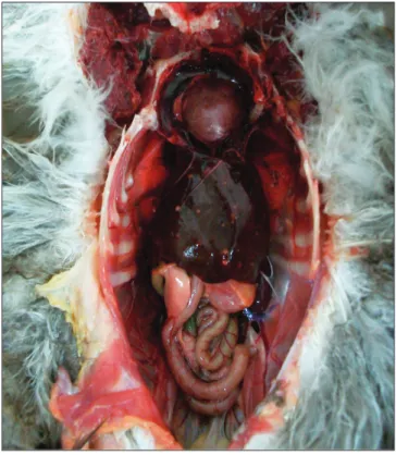 Fig 1. White-to yellow nodules located on liver and lungs Şekil 1. Karaciğer ve akciğerlerde beyaz sarı renkli nodüller