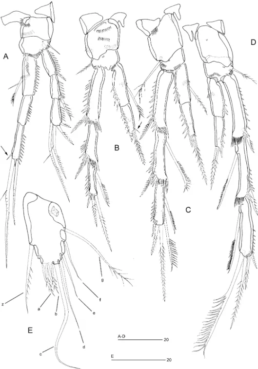 Figure 5. Ciplakastacus mersinensis gen. nov. sp. nov. (holotype R; NHM reg. no 2008.620):