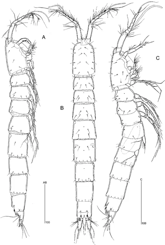 Figure 1. Ciplakastacus mersinensis gen. nov. sp. nov.: (A) habitus R, lateral, (B) habitus R, dorsal, (C) habitus „, lateral [(A), (B) holotype R, NHM reg